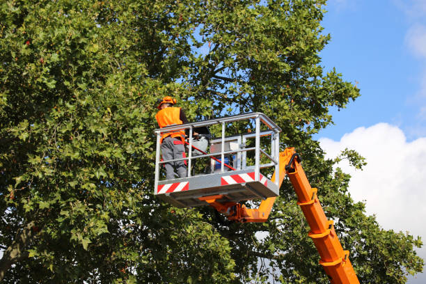 Best Leaf Removal  in Duluth, GA