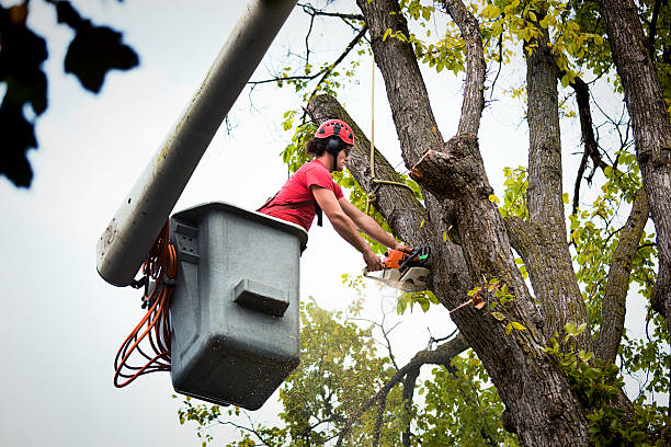 Best Tree Preservation Services  in Duluth, GA