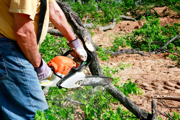 Best Fruit Tree Pruning  in Duluth, GA